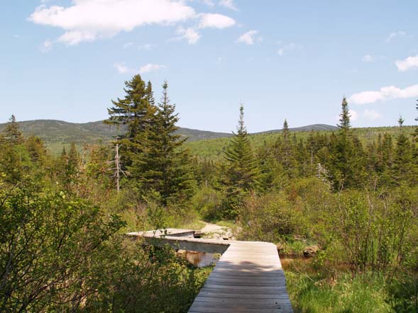 Zigzag bridge over beaver swamp area on Zealand Trail (photo by Webmaster)