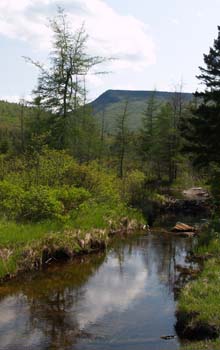 Beaver swamp area along Zealand Trail (photo by Webmaster)