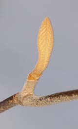 Hobblebush bud (photo by Webmaster)