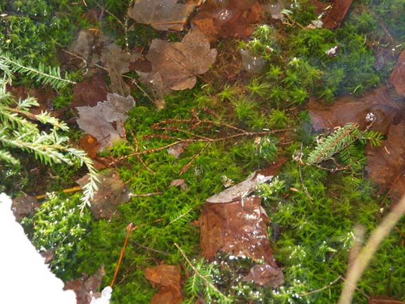 Moss and leaves at the bottom of a puddle (photo by Webmaster)
