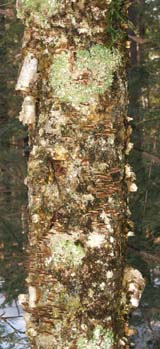 Moss and fungi on tree trunk (photo by Webmaster)