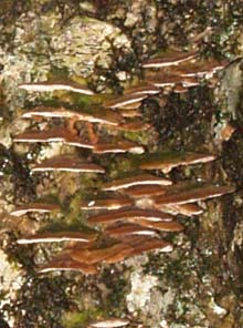 Mini shelf fungi on tree trunk (photo by Webmaster)