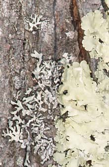 Lichen on tree trunk (photo by Webmaster)