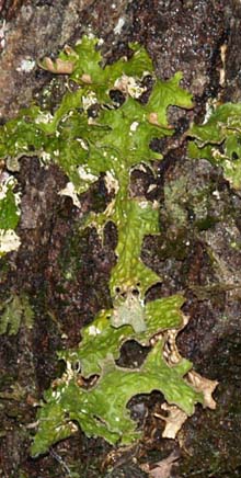 Lichen on tree trunk (photo by Webmaster)