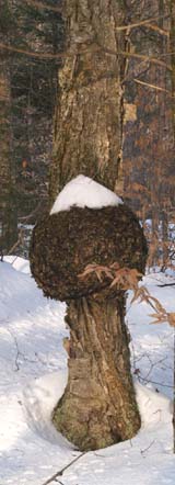 Large tree gall (photo by Webmaster)