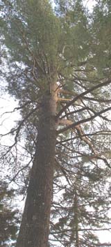 Tall white pine (photo by Webmaster)