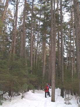 Patty and Kathy on Lower Nanamocomuck Ski Trail (photo by Webmaster)