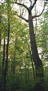 Old forest in Franconia Notch, from below (photo by Ben Kimball)