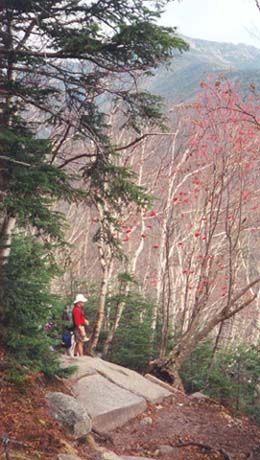 Sumac berry clusters intertwined with white birch (photo by Webmaster)