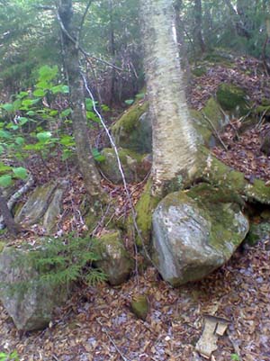 Tree growing over a rock (photo by Bill Mahony)