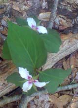 Painted Trillium (photo by Bill Mahony)