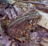 Toad (photo by Bill Mahony)