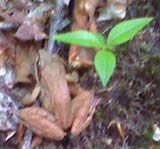 Wood Frog (photo by Bill Mahony)