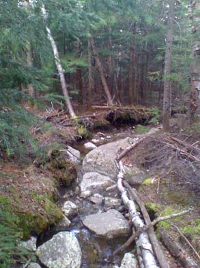 Franconia Brook Trail with water flowing right down the path (photo by Bill Mahony)