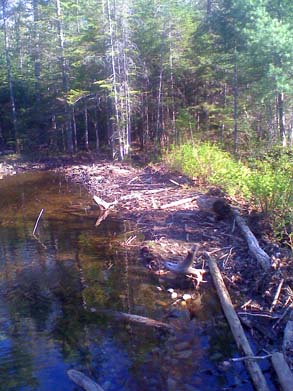 Franconia Brook Trail crossing a beaver dam (photo by Bill Mahony)