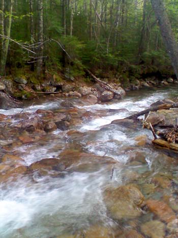 Brook (photo by Bill Mahony)