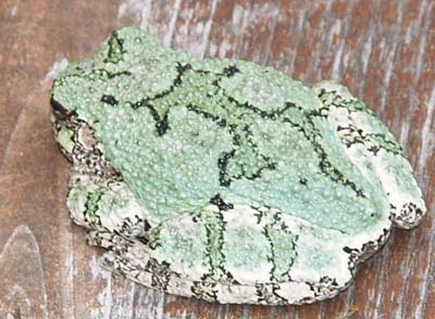 Gray tree frog back markings (photo by Webmaster)