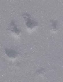 Raccoon print on lower Greeley Pond (photo by Webmaster)