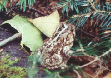Toad (photo by Webmaster)