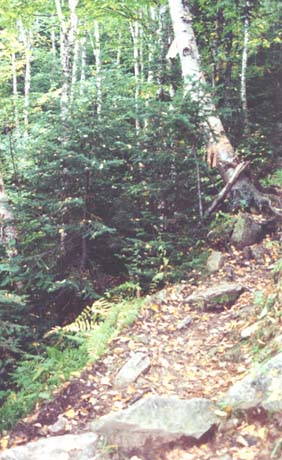 Hale Brook Trail decorated by falling leaves (photo by Webmaster)