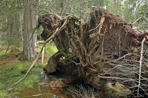 underside of a cedar; fallen trees are common in northern white cedar swamps (photo by Ben Kimball)
