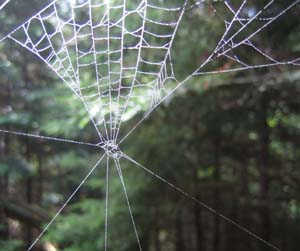 Spider web (photo by Mark Malnati)