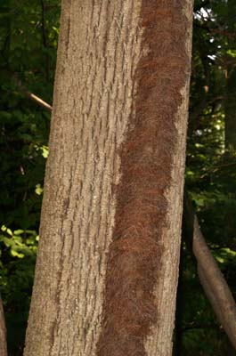 "Hairy" vine growing up tree trunk (photo by Webmaster)