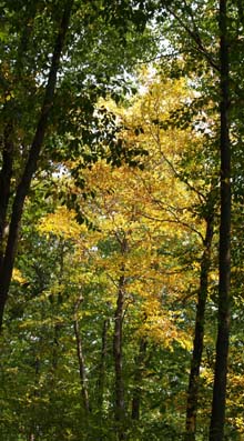 Golden tree (photo by Webmaster)