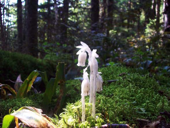 Indian pipes (photo by Alex Clogston)