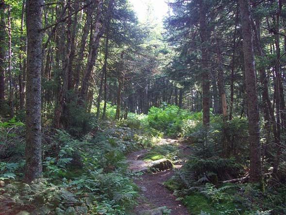 Trail Junction (photo by Alex Clogston)