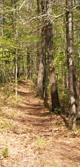 Midstate Trail near Long Pond (photo by Webmaster)