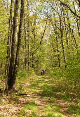 Midstate Trail (photo by Webmaster)