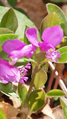 Fringed polygala (photo by Webmaster)