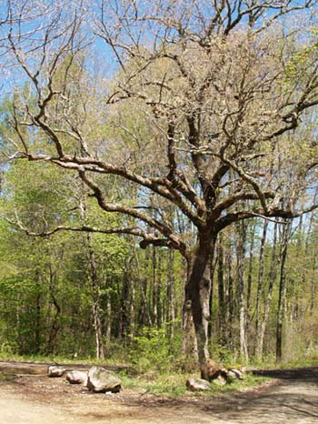 Tree near the start of Pine Plains Road (photo by Webmaster)