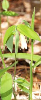 Wild oats (photo by Webmaster)