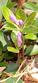 Fringed polygala buds (photo by Webmaster)