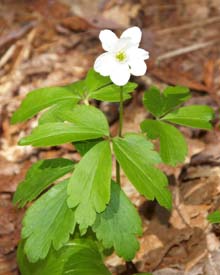 Wood anemone (photo by Webmaster)