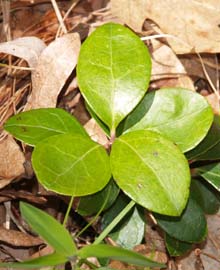Wintergreen (photo by Webmaster)