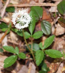 Dwarf ginseng (photo by Webmaster)