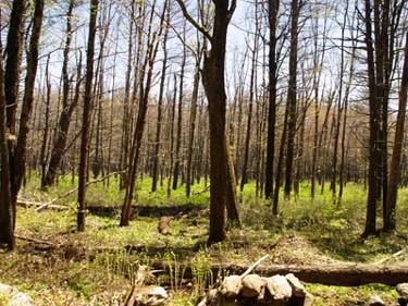 Blood Swamp where the bypass trail rejoins the official trail (photo by Webmaster)