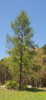 Tamarack (photo by Webmaster)