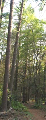 Towering white pines on the "blue trail" (photo by Webmaster)