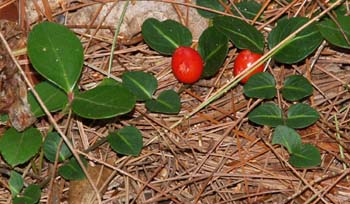 Wintergreen (left) and partridgeberry (right) (photo by Webmaster)