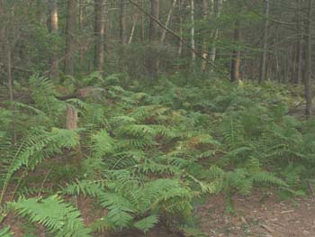 Ferns along the Nehantic/Pachaug Cros path (photo by Webmaster)