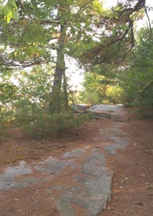Blue Trail near the summit of Mt. Misery (photo by Webmaster)