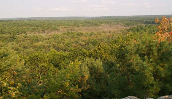 Forested expanse viewed from Mt. Misery's summit ledge (photo by Webmaster)
