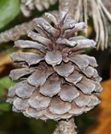 Cone on pitch pine tree (photo by Webmaster)