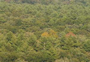 Forested view of Pachaug State Forest from atop Mt. Misery (photo by Webmaster)