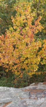 Golden-leaved maple on Mt. Misery summit (photo by Webmaster)