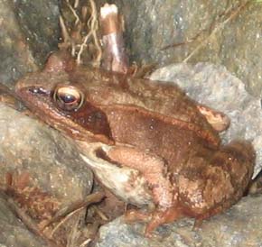 Wood frog (photo by Dennis Marchand)
